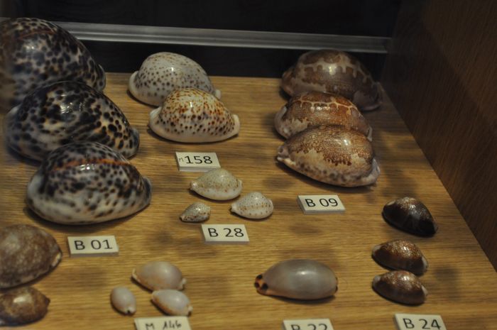 Visite commentée du Muséum d’Histoire Naturelle, Muséum d’Histoire Naturelle, Gray