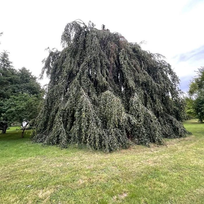 visite commentée du parc arboré du château de Charmes Aisne, Parc du château de Charmes, Charmes
