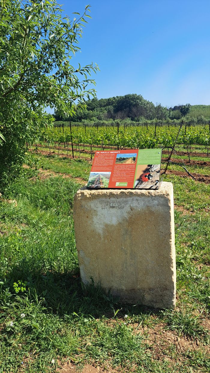 Visite commentée du sentier de découverte, de la cave et dégustation, Domaine du Chapitre, Villeneuve-lès-Maguelone