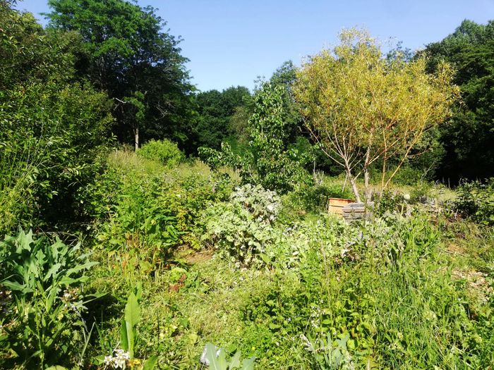 Visite de l’Oasis du Cens, jardin partagé Oasis du Cens Nantes