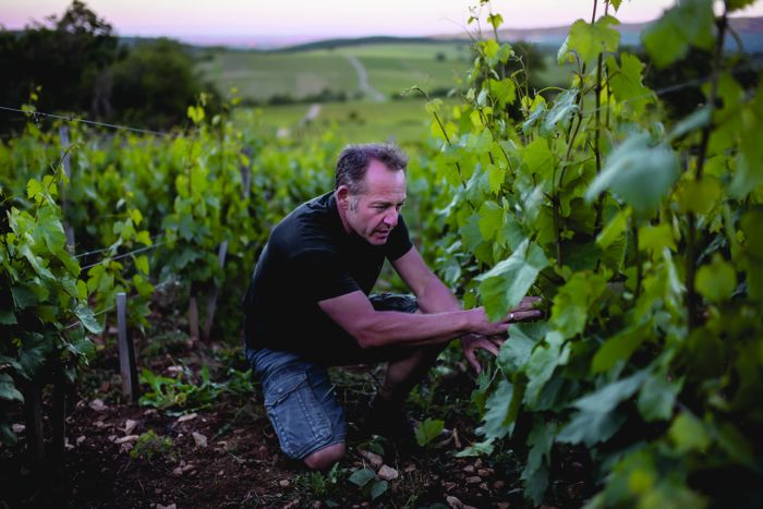 Visite du domaine du Clos des Vignes du Maynes, Clos des Vignes du Mayne, Cruzille
