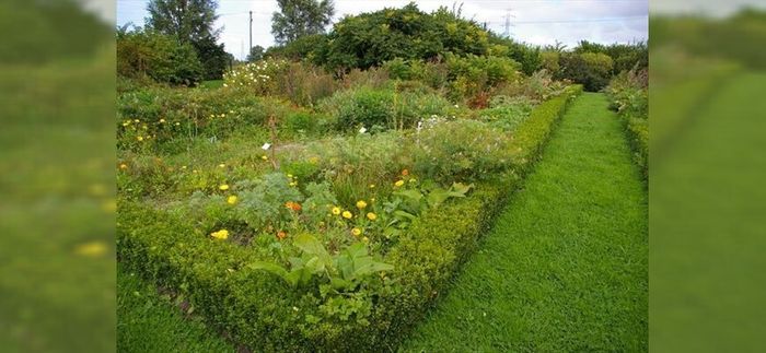 Visite du jardin des plantes médicinales du Moulin, Parc urbain du Moulin, Grande-Synthe