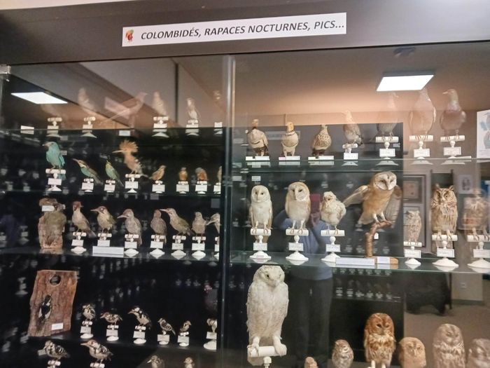 Visite du musée ornithologique Charles Payraudeau, Mairie de La Chaize-le-Vicomte, La Chaize le Vicomte