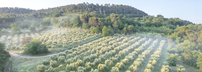 Visite et découverte de l’oléiculture au Moulin Bastide du Laval, Moulin à huile d’olive Bastide du Laval, Cadenet