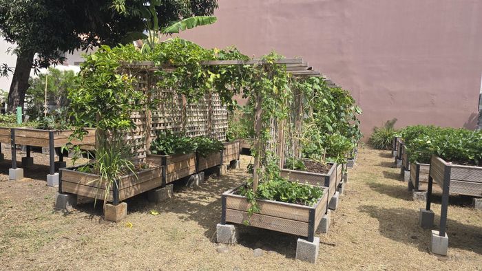 Visite Guidée du jardin « Ô Potager nourricier » de PRUNEL, 6 rue du butor, 97400 ST DENIS REUNION, Saint-Denis