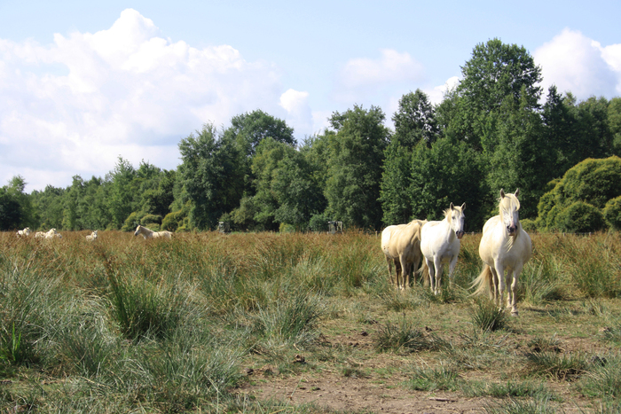 Visite guidée : la gestion écologique du marais du grand Hazé, Médiathèque de Briouze, Briouze