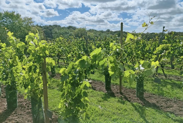 Visite guidée – Le coteau du Braden, Vigne du Braden, Quimper