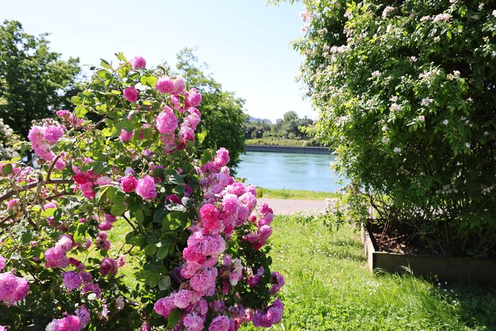 Visite guidée Roseraie de Saint-Clair, jardin des roses du monde, Roseraie de Saint-Clair, Caluire-et-Cuire