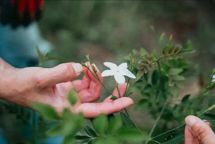 Visite immersive au cœur des savoir-faire du Pays de Grasse, Les Jardins du musée international de la parfumerie, Mouans-Sartoux