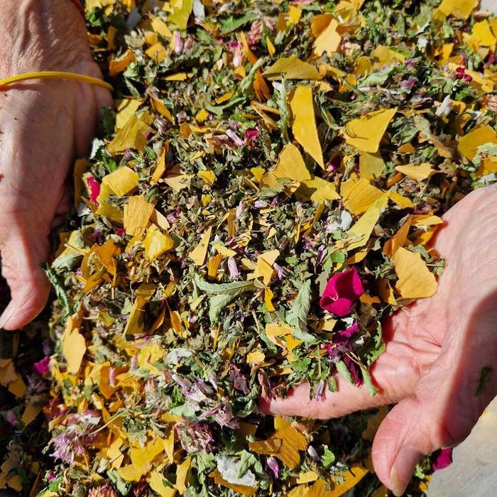 Visite : Les trésors aromatiques sauvages, Jardin de Terre d&rsquo;ADELES, Pessac