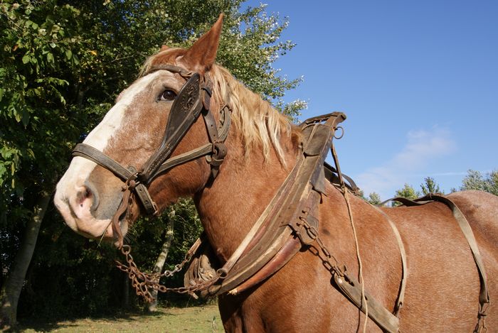 Visite libre de l&rsquo;écomusée et de la ferme pédagogique, Ferme écomusée – Souastre, Souastre