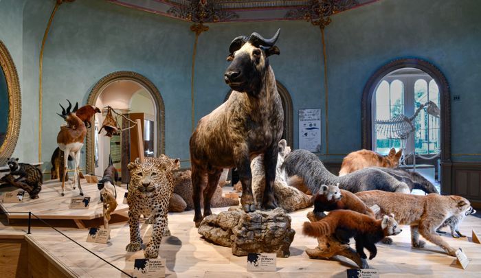 Visite libre des collections et de l’exposition, Muséum d’histoire naturelle, Angers