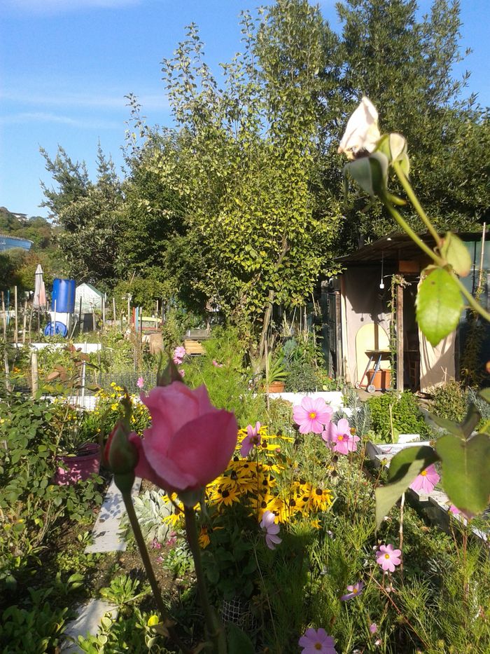 Visite libre des Jardins familiaux de la pointe de l’île, Jardins familiaux de la pointe de l’île, Issy-les-Moulineaux