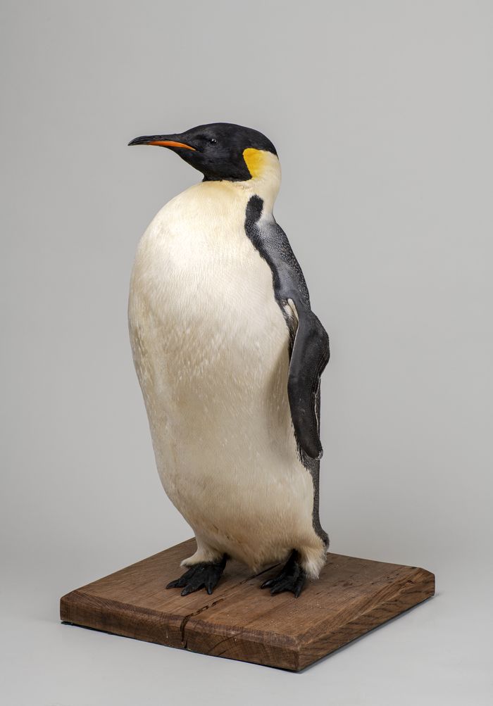 Visite libre du Musée Zoologique, Musée zoologique, Strasbourg