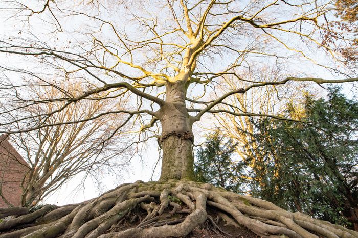 Visite verte du square Desmarets et de l’arbre glacière, Mairie de quartier de Flers Breucq, Villeneuve-d’Ascq