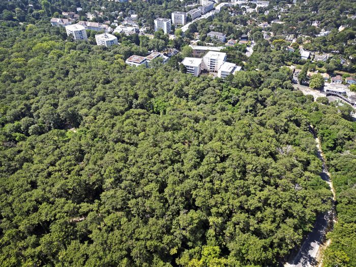 Visites guidées de la fôret d’Escoublac, Forêt d’Escoublac, La Baule-Escoublac