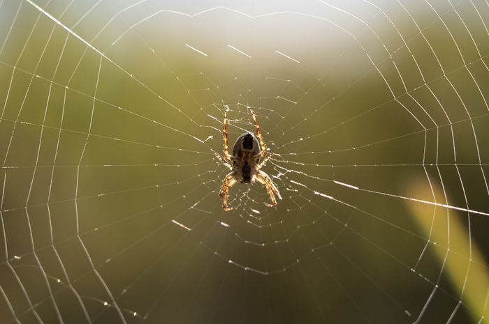 Vivre en araignée, Jardin écologique de Lille, Lille