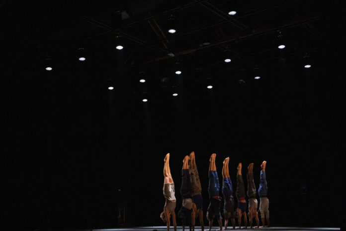 complexe autruche nuit du cirque