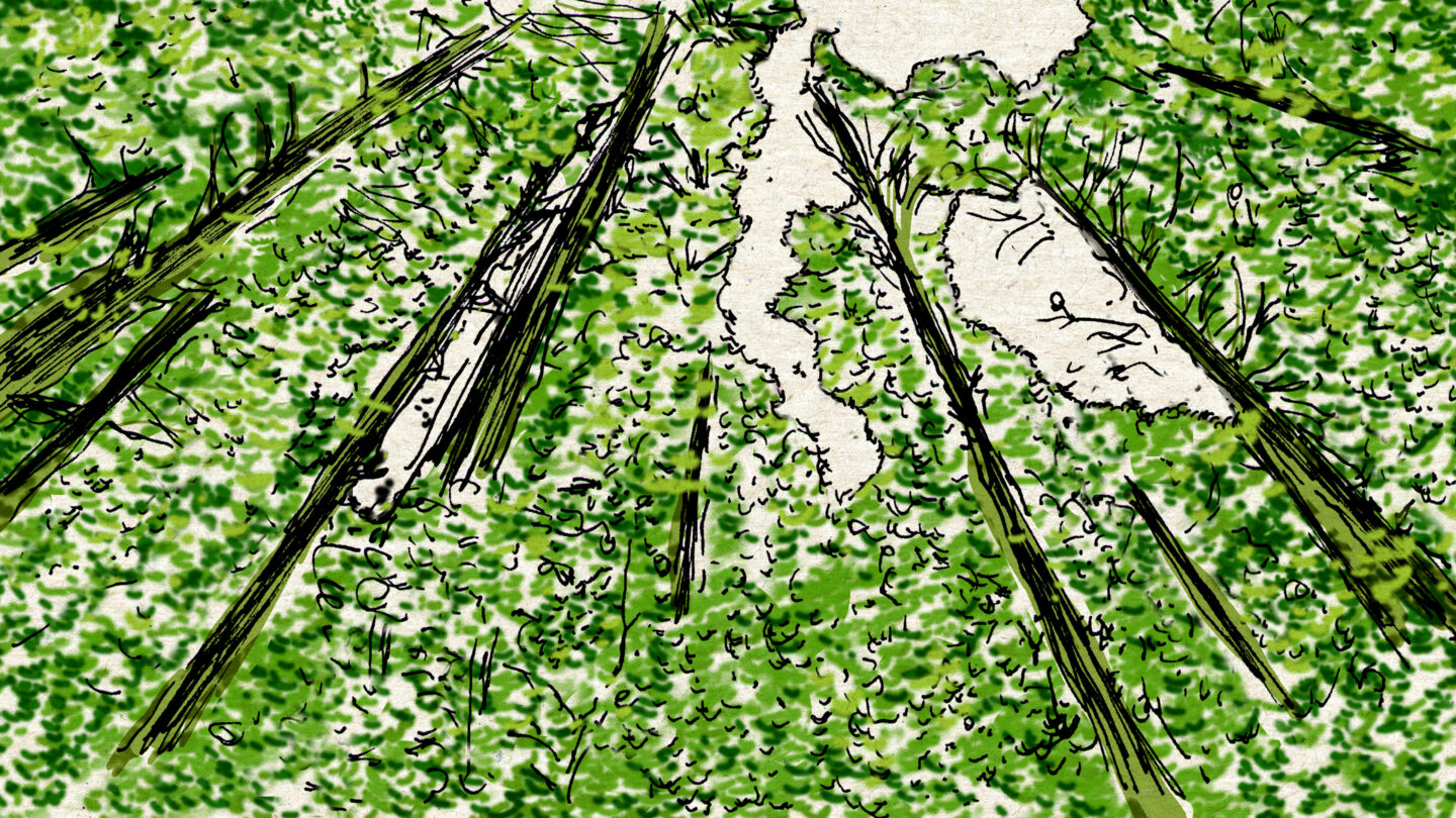 marie laure picard cheveux